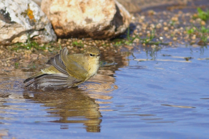 uccelli al bagno